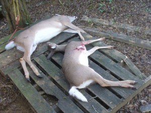 My Two Deer