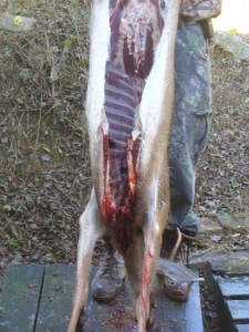 The Hanging Buck